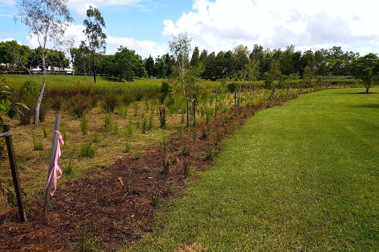 Clean cut line held between mown turf and a revegetation batter